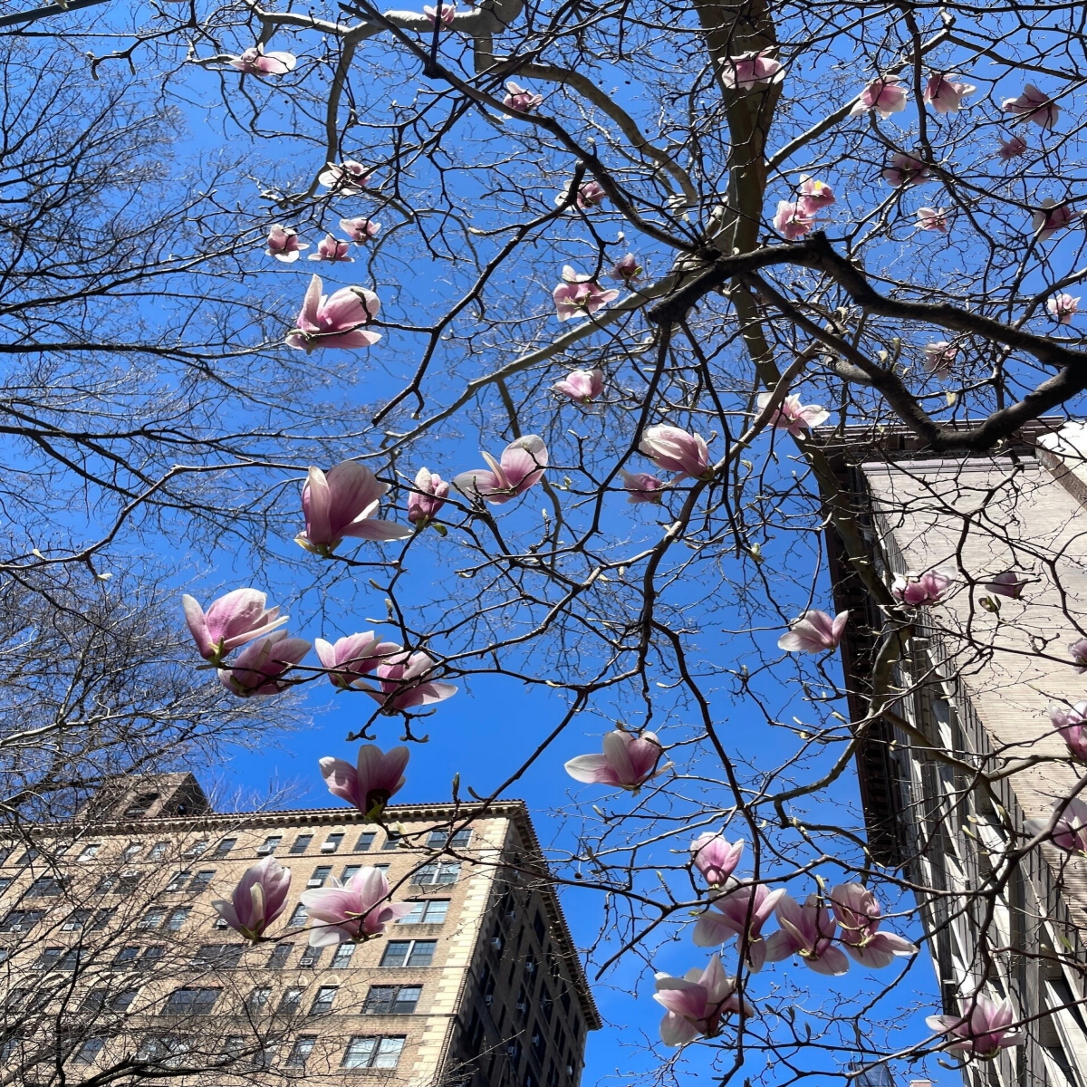 Upward view of buildings foregrounded by pink flowers from a tree.