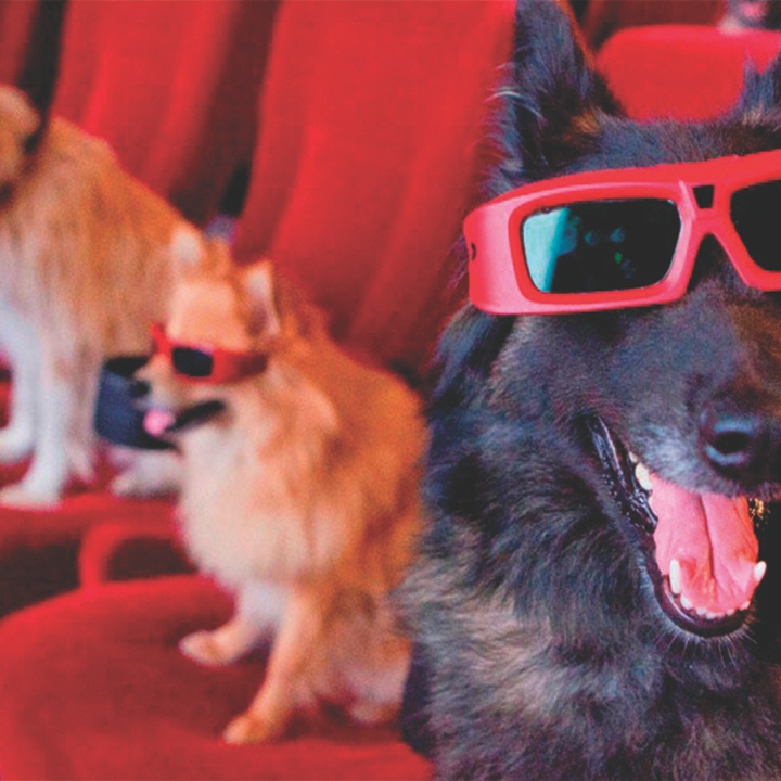 Dogs wearing 3D glasses at the cinema.