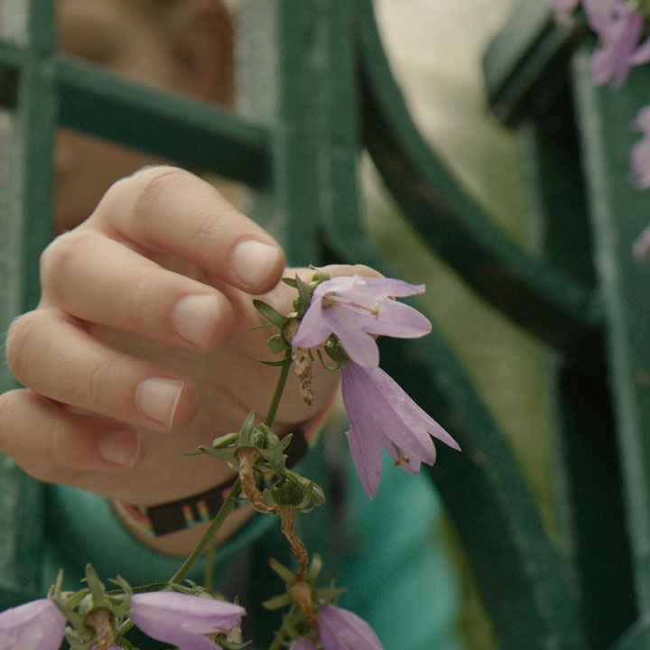 Hand reaching through a gate plucking a purple flower.