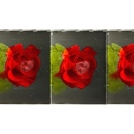 Color film print of a rose