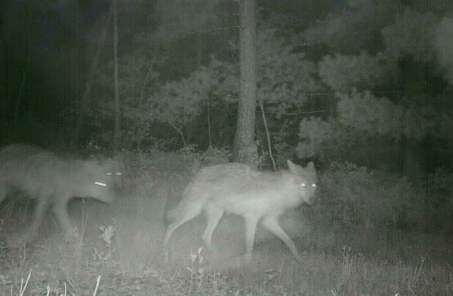 infrared night vision photo of a pack of wolves