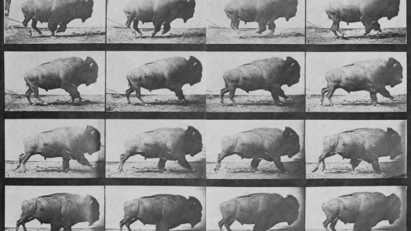 A contact sheet showing 16 frames of buffalo in motion by Eadweard Muybridge