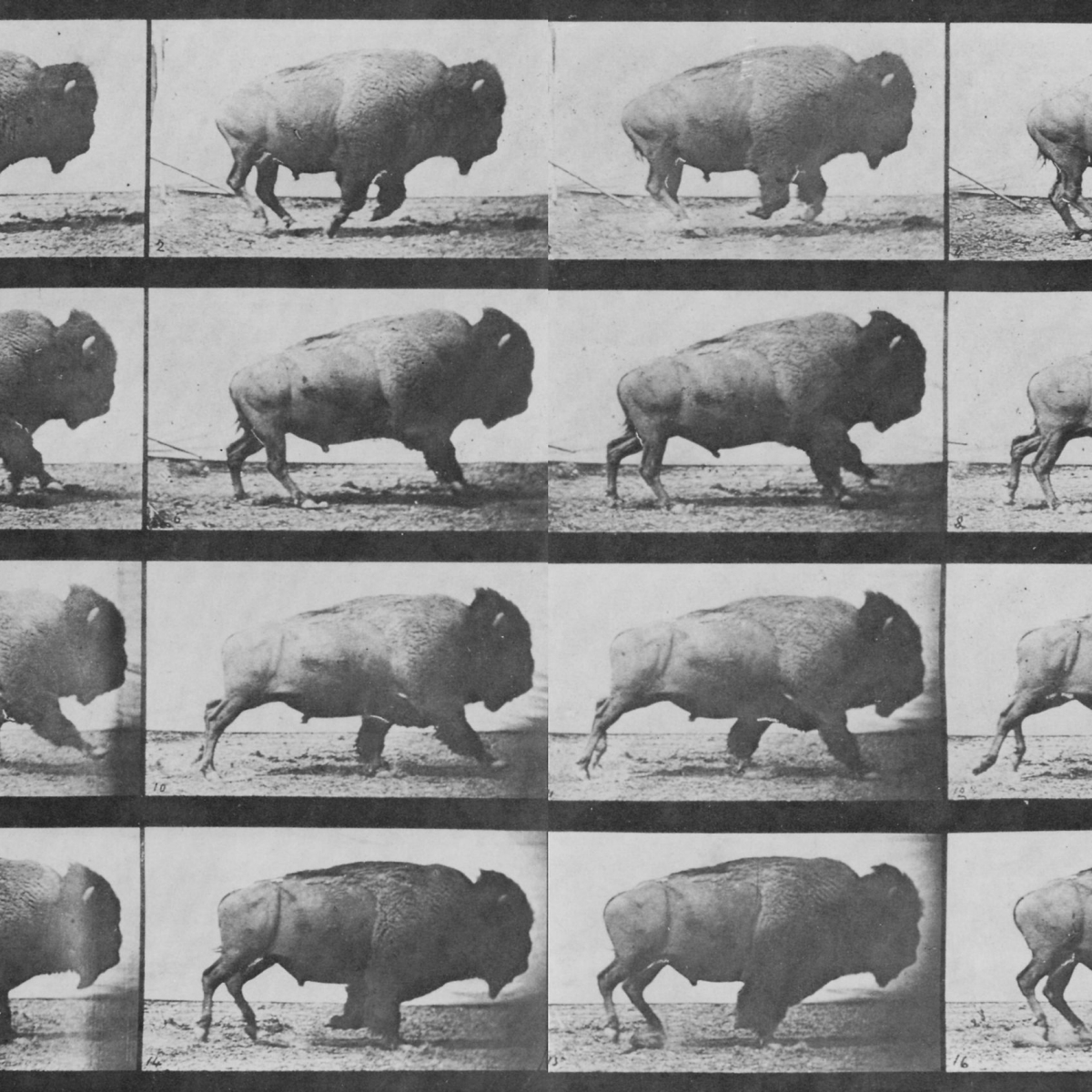 Contact sheet photographs by Robert Seidman portraying buffalo in motion, frame by frame