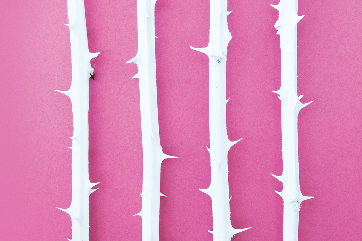spiky white branches on pink background