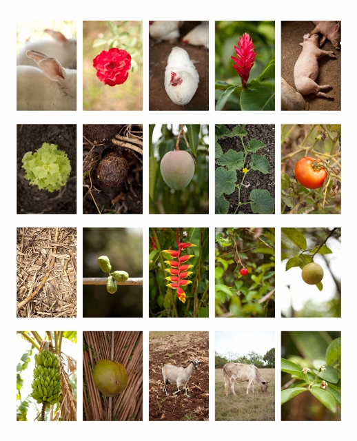 Collage of images showing flowers, animals, and crops. 