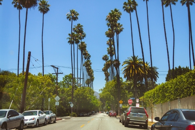 Street in Los Angeles, lined with palm trees.