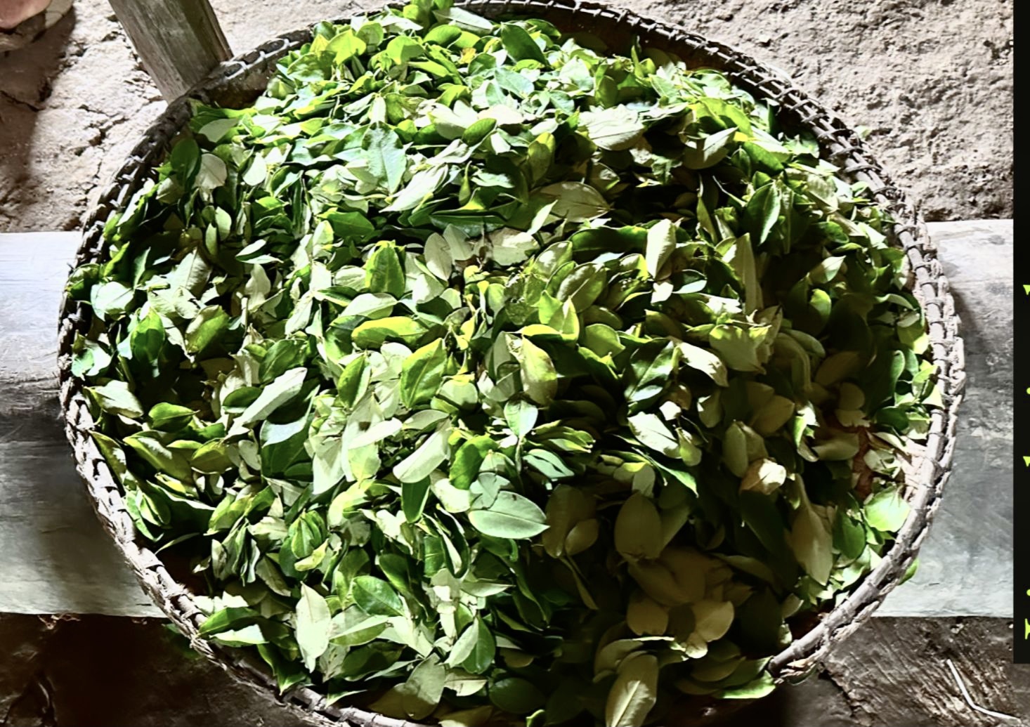 A bowl of coca leaves