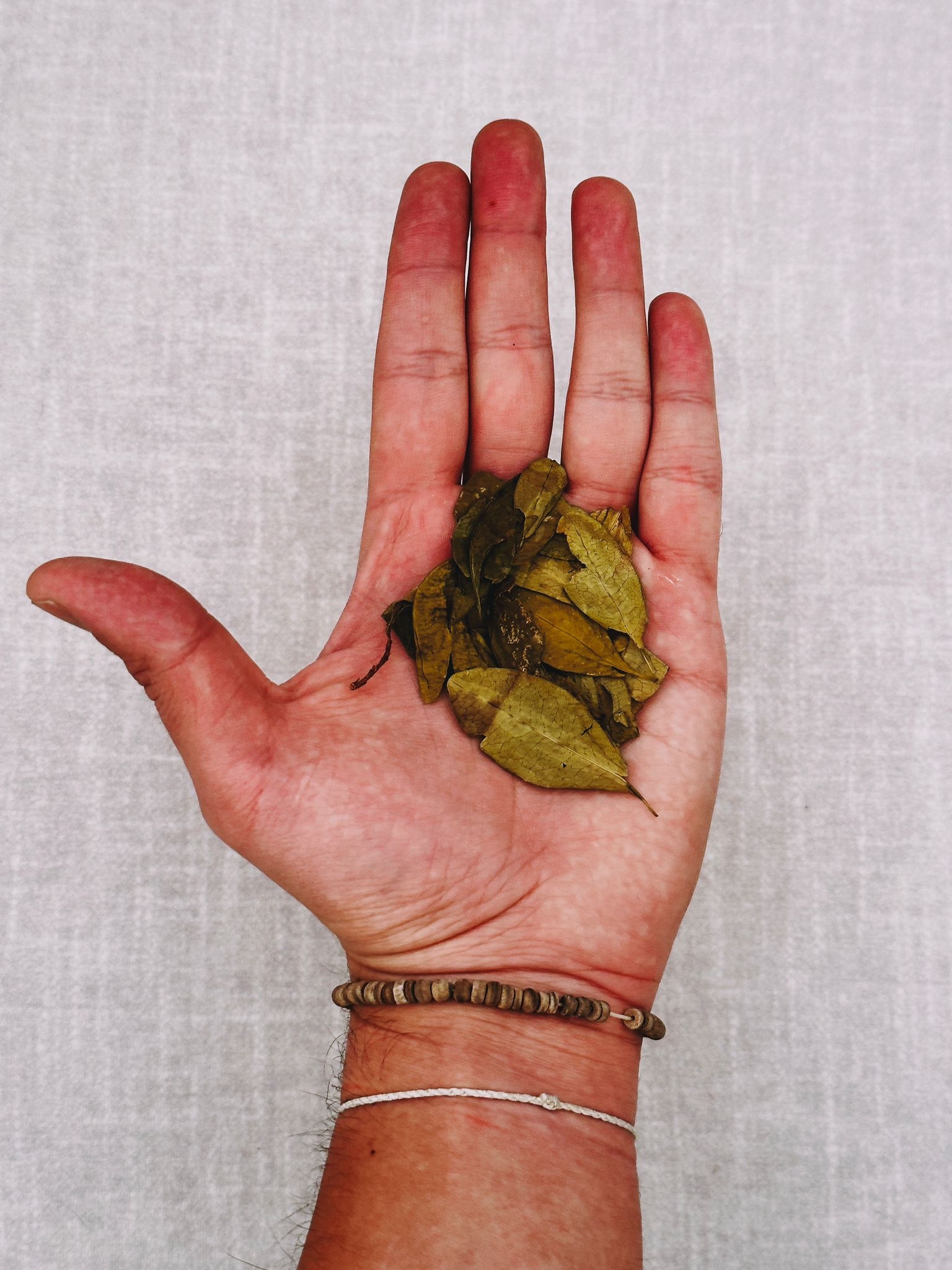 hand holding coca plant against gray background