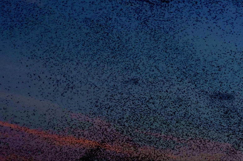 abstract evening sky and flock of birds