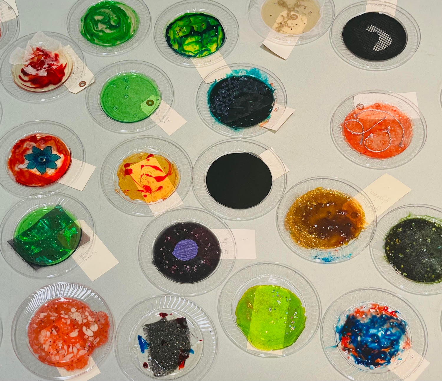 petri dishes with multi colored liquids in them