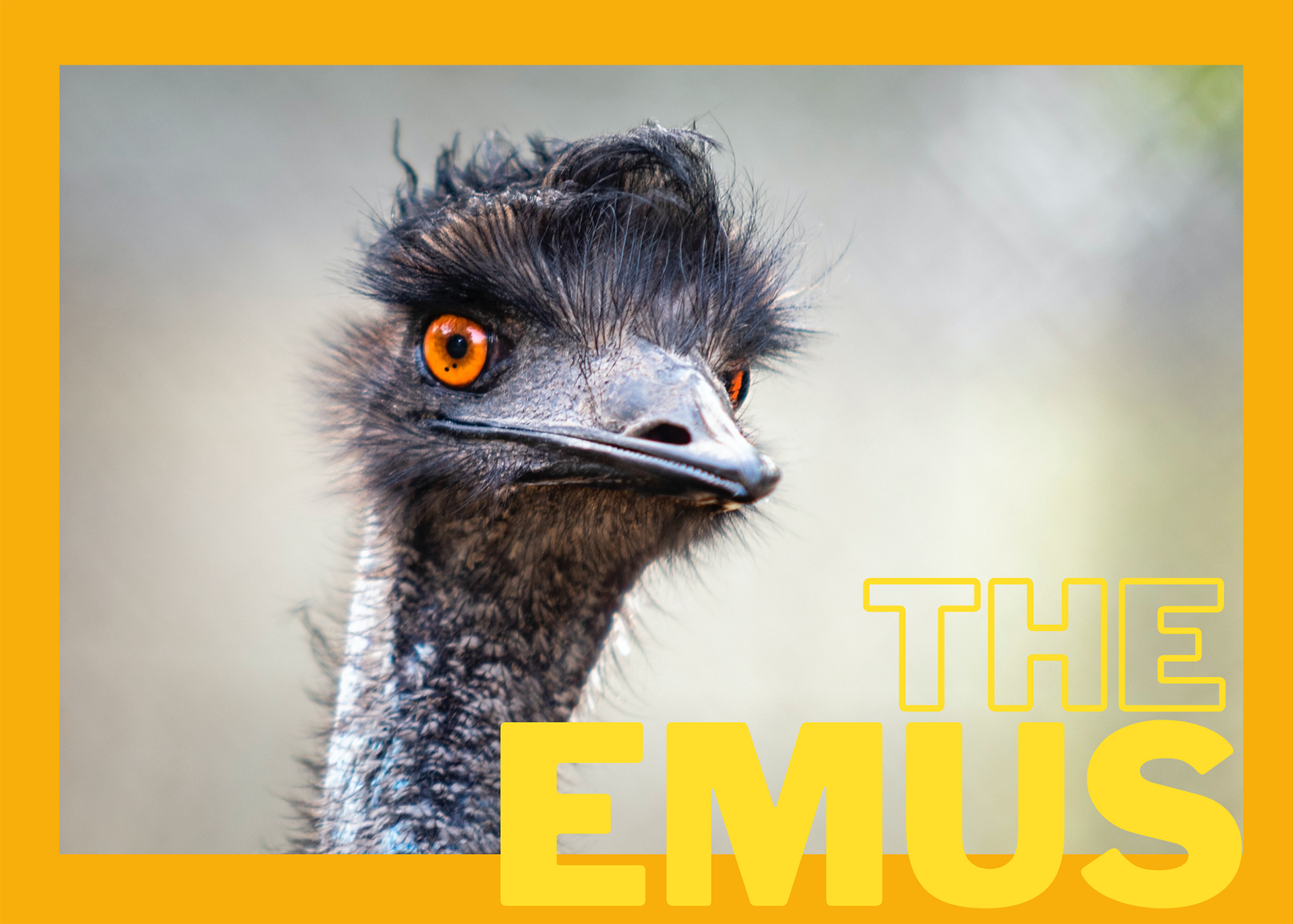 The Emus