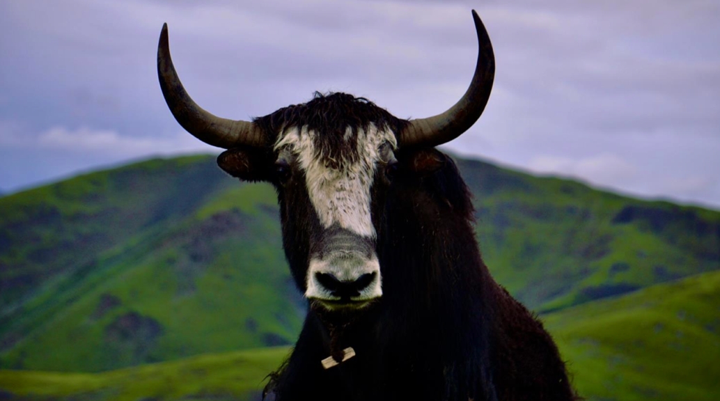 Close up of a yak with a green mountain behind it.