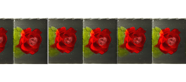 Color film print of a rose