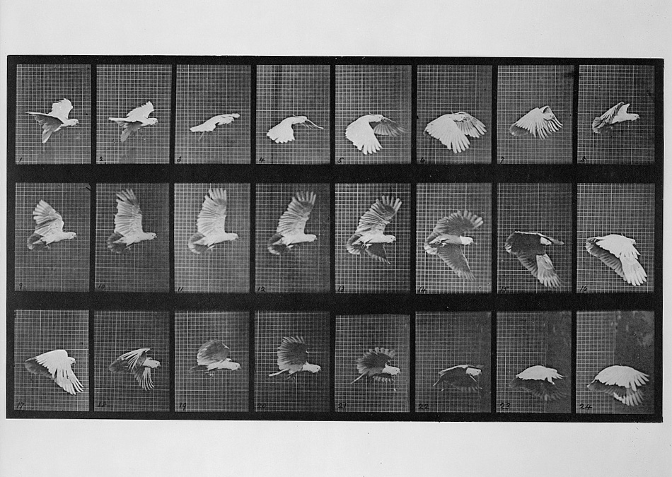 Film scan of a bird in flight, frame by frame.