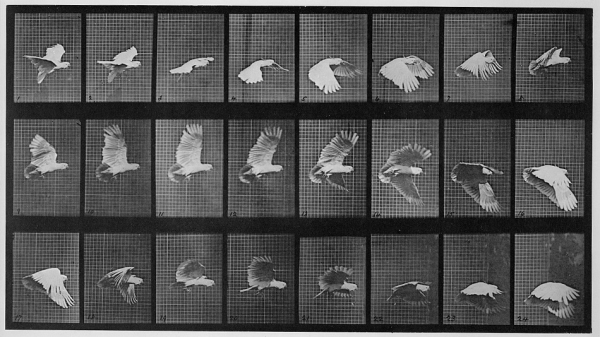 Film scan of a bird in flight, frame by frame.