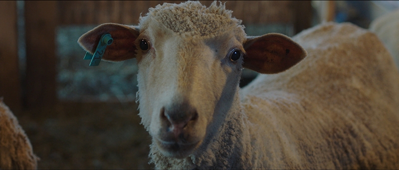 A closeup image of a lamb.