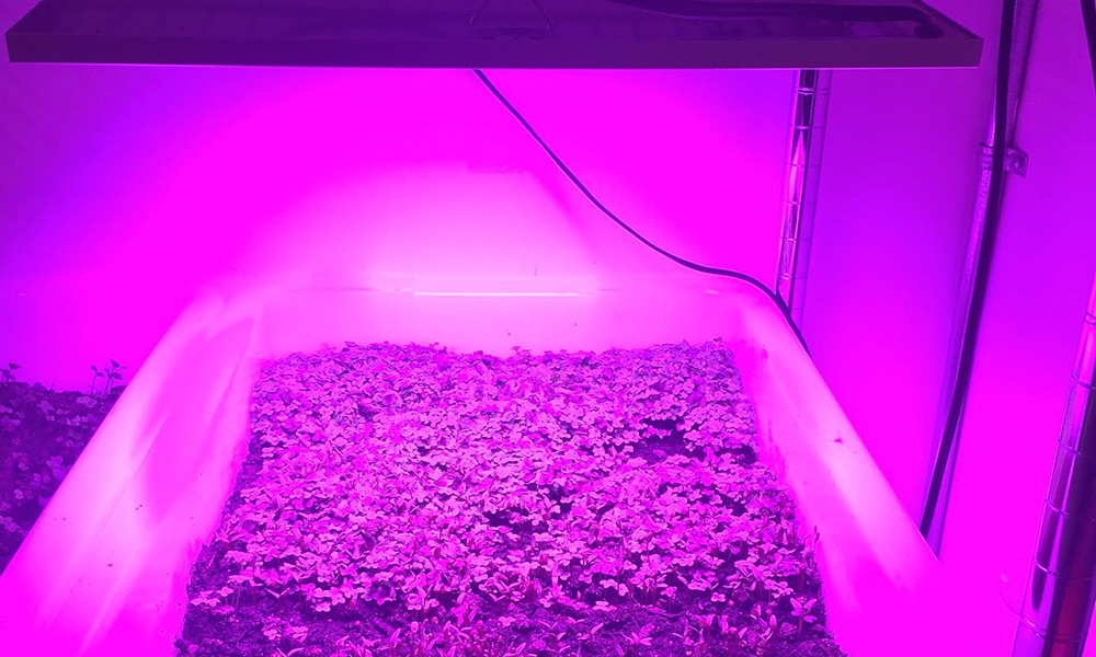 Plants growing in a box under purple lighting