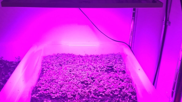 Plants growing in a box under purple lighting