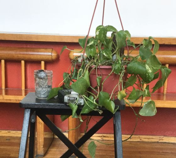 Plant in a hanging pot sitting on a tall stool