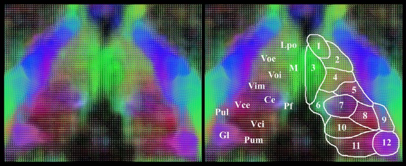 diagnostic imaging illustration