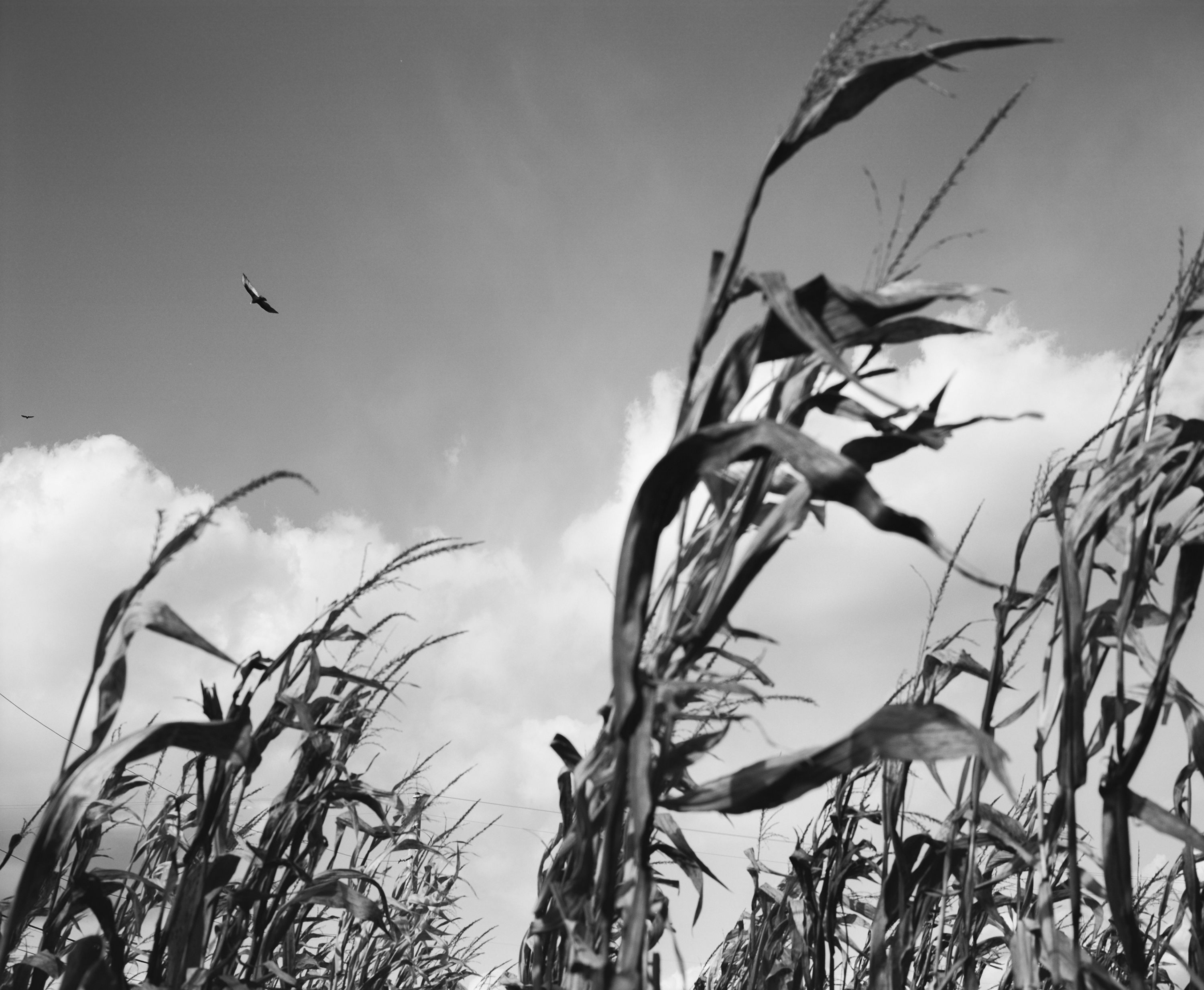 Lauren_Whyte_The_Land_That_Keeps_Me_7 - Lauren Whyte.jpg