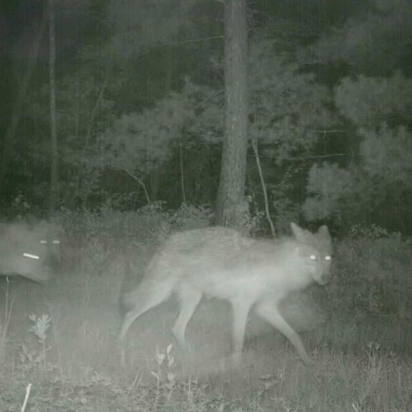 infrared night vision photo of a pack of wolves