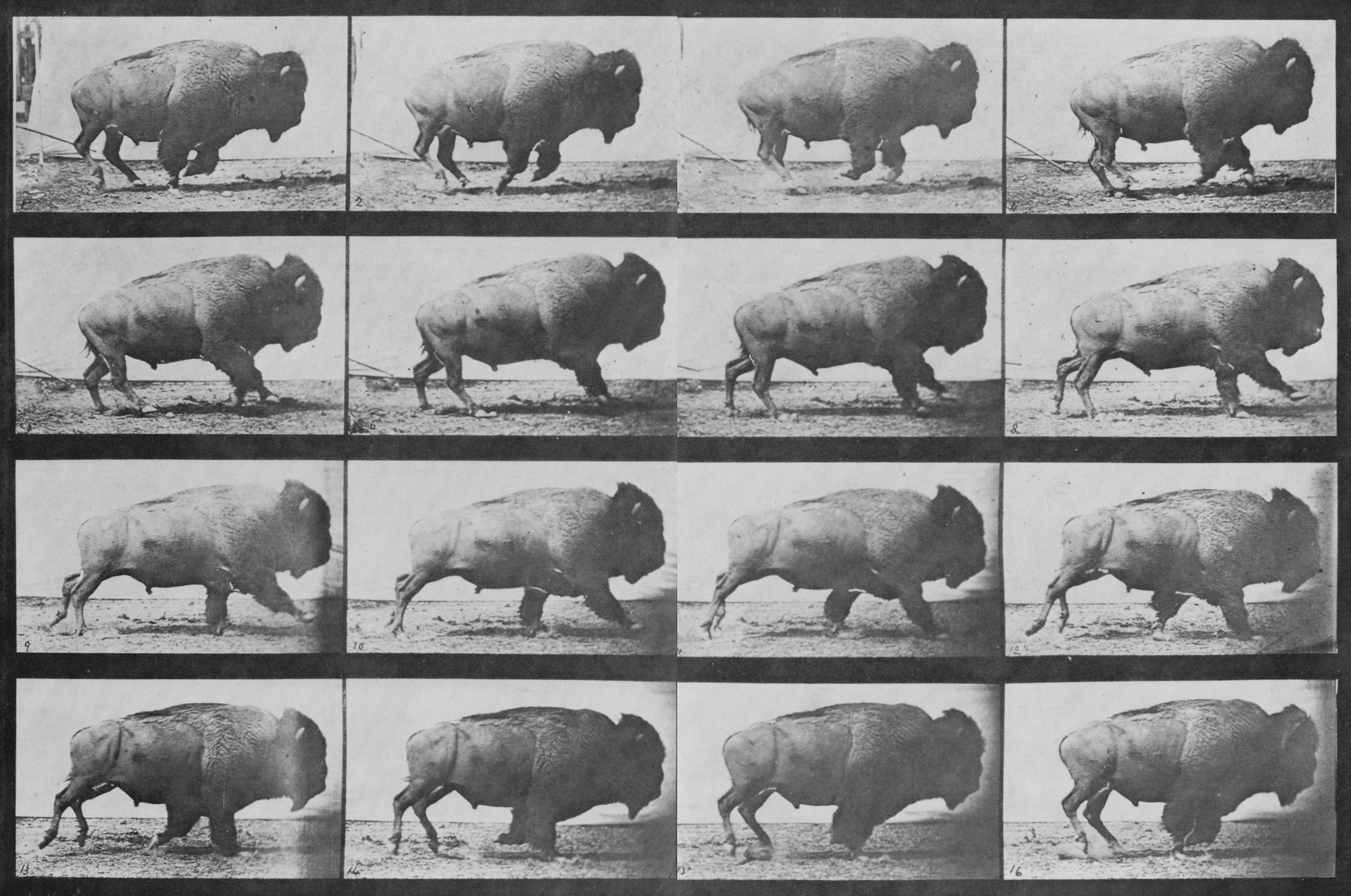 A contact sheet showing 16 frames of buffalo in motion by Eadweard Muybridge