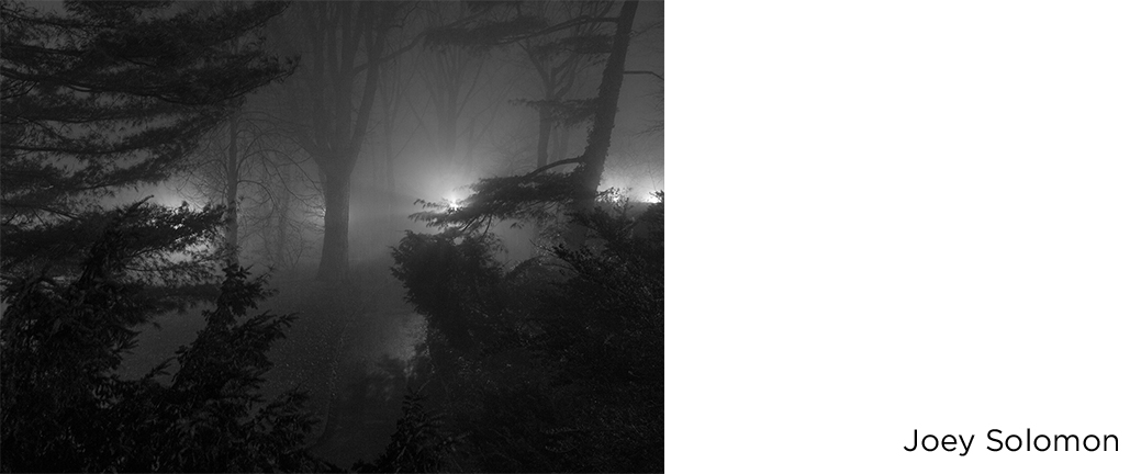 night forest by joey solomon