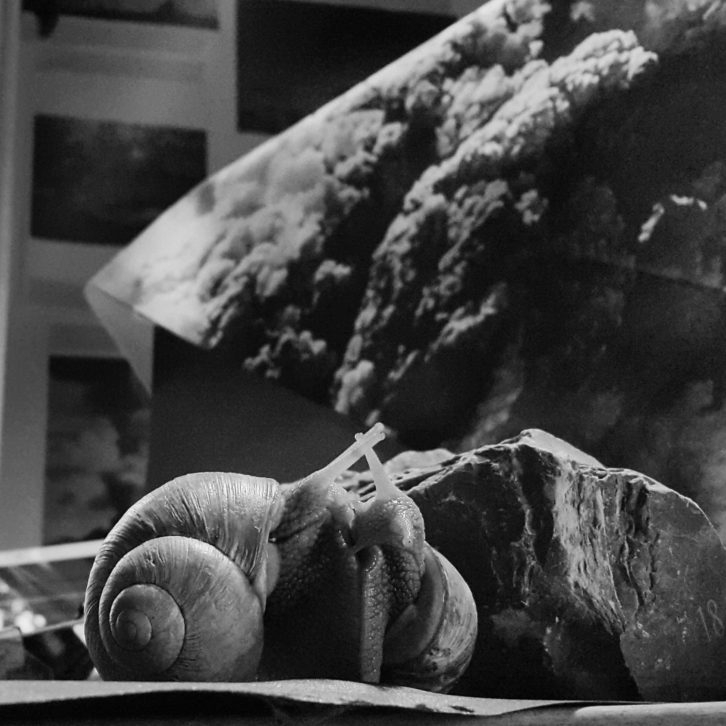 snails doing snail stuff in black and white