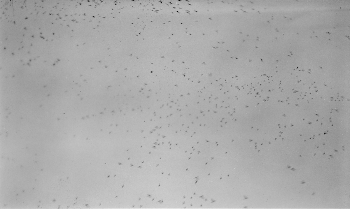 What I Wish I was Able to Say, Caroline Schultz