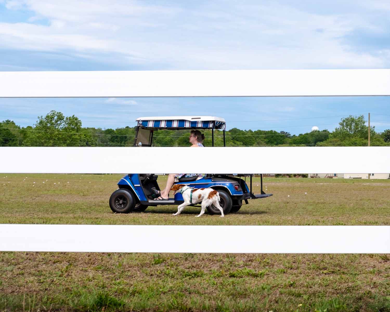 golf cart and dog through fence