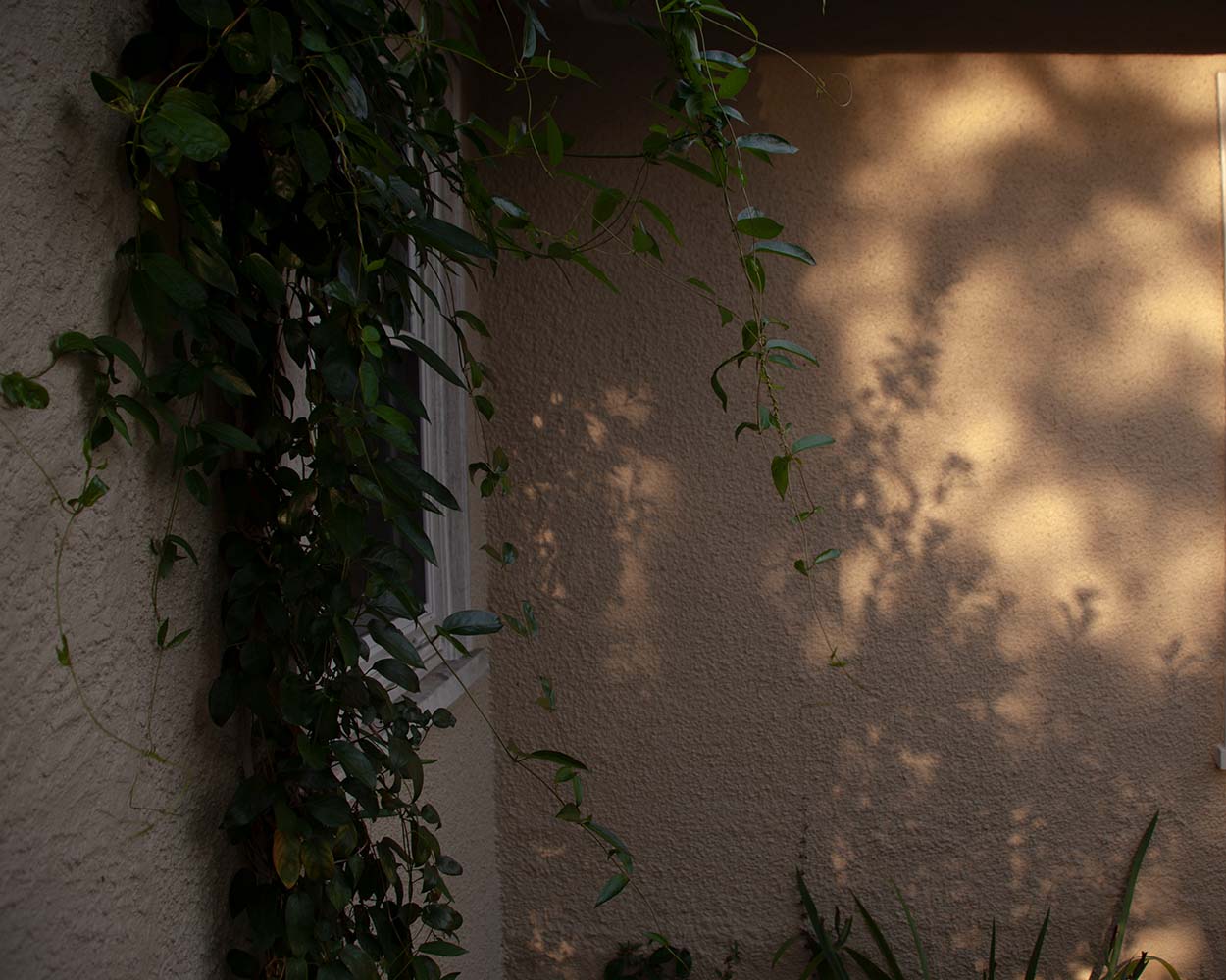 light on wall with ivy
