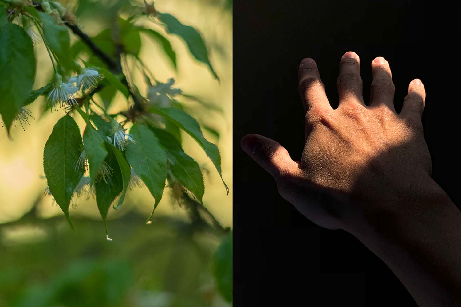 leaves and hand