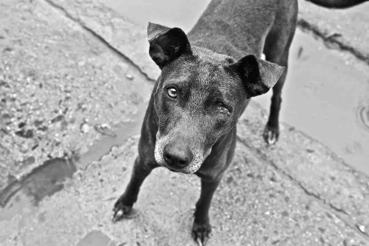 Black and white image of a dog in Havana, Cuba.