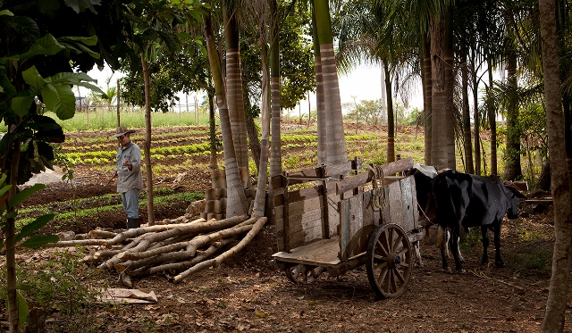 Cuban farmers tending their crops in Havana. 
