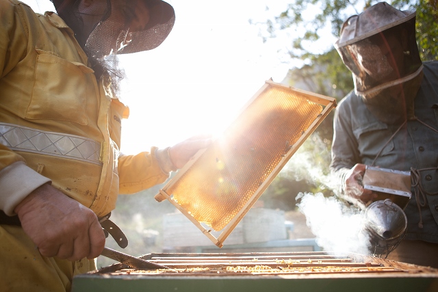 Beekeepers working with honeycomb.