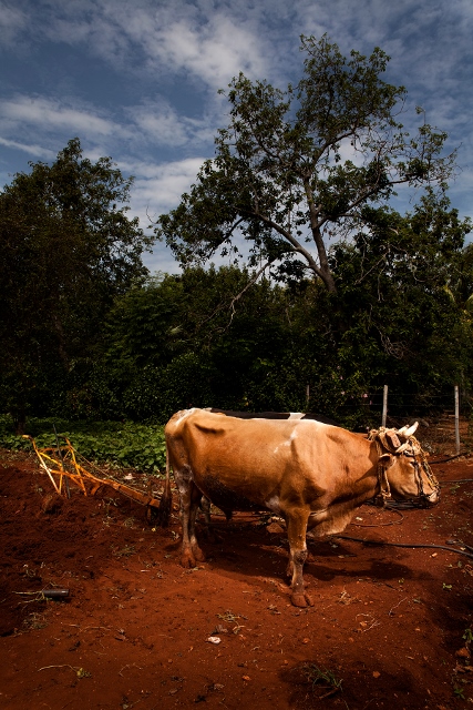 Cow ready to plow a field in Havana, Cuba.