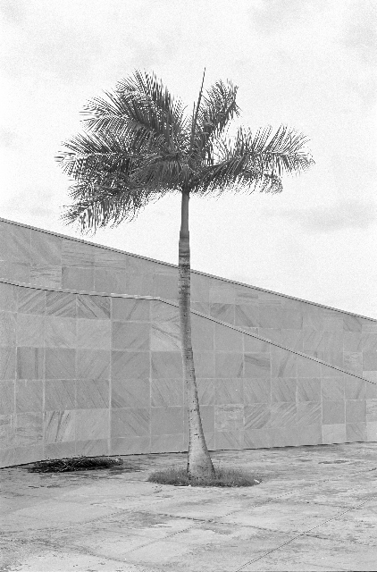 Black and white photo of a palm tree.