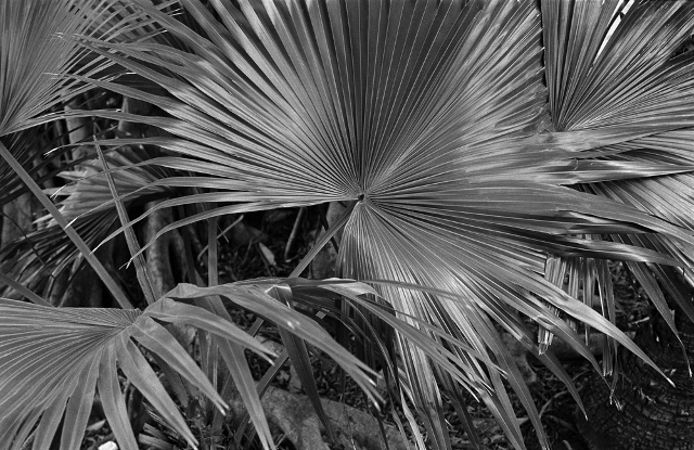 Black and white photo of palm leaves.
